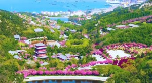 4月20日至5月5日威海赤山景區(qū)邀您共度浪漫櫻花季！