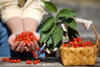 5月18日至6月16日，“櫻桃之約”邀你共赴！